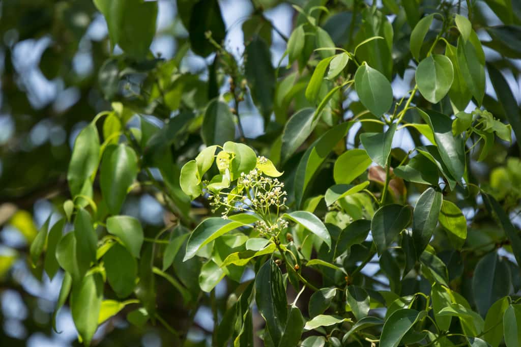 La cannelle dérive de l'écorce interne des arbres du cannelier de Ceylan (<em>Cinnamomum verum</em>). © nitinut380, Adobe Stock