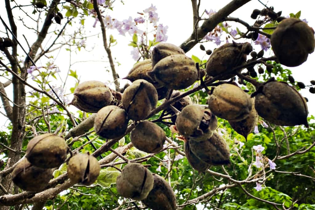  Le Paulownia, un arbre étonnant qui pousse aussi vite que le bambou… et il est magnifique ! © FS, istock