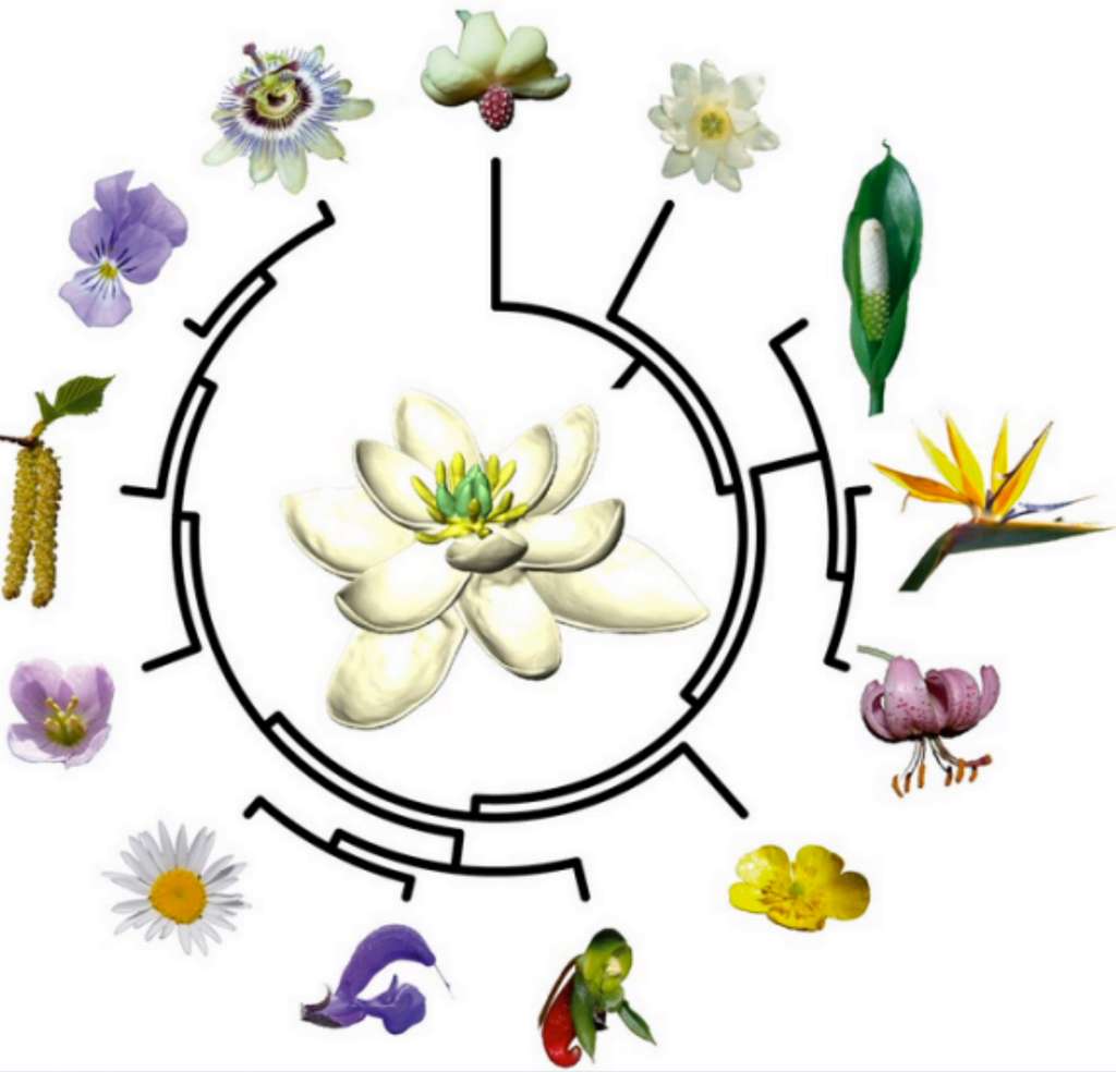 Arbre évolutif des plantes à fleurs. © H. Sauquet, J. Schönenberger, CNRS