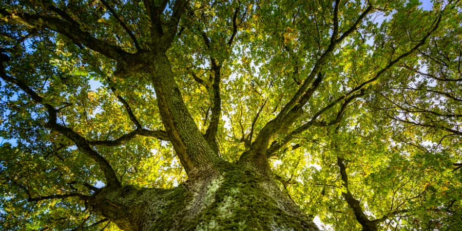 Les arbres ont une moindre capacité d'absorption de CO<sub>2</sub>, selon un rapport de l'IGN. © martinwimmer, Getty Images