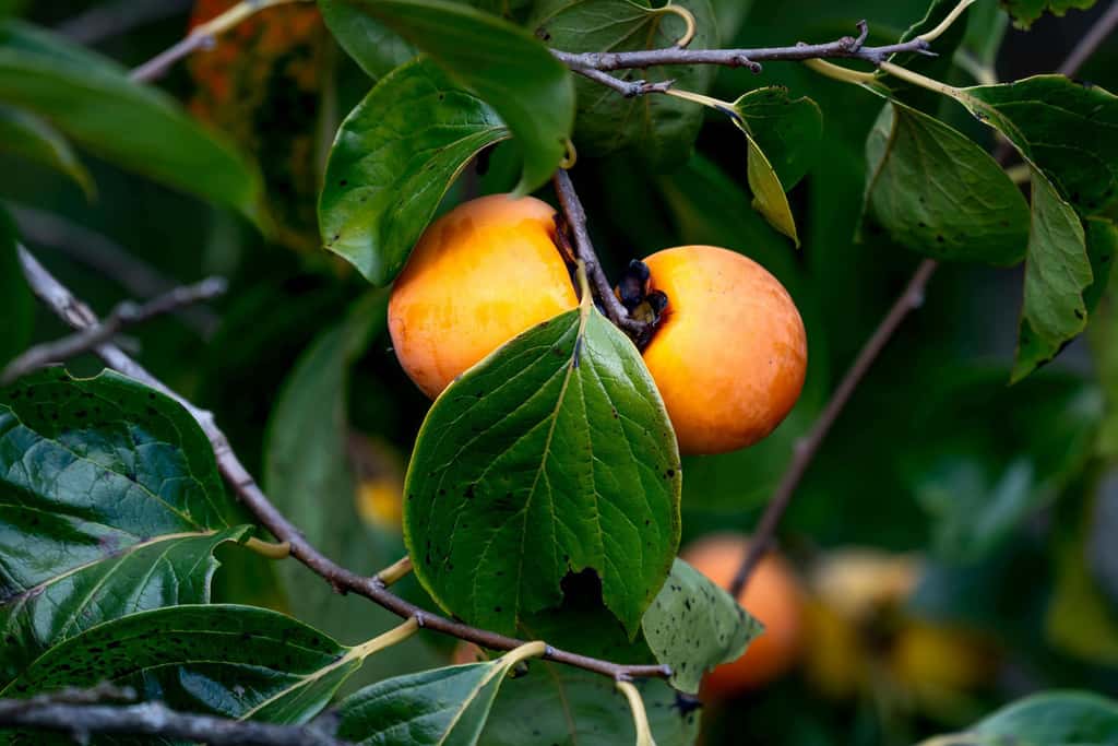 Connaissez-vous les variétés d'arbres fruitiers aptes à se plaire dans votre jardin ? © Quang Nguyen Vinh, Pexels