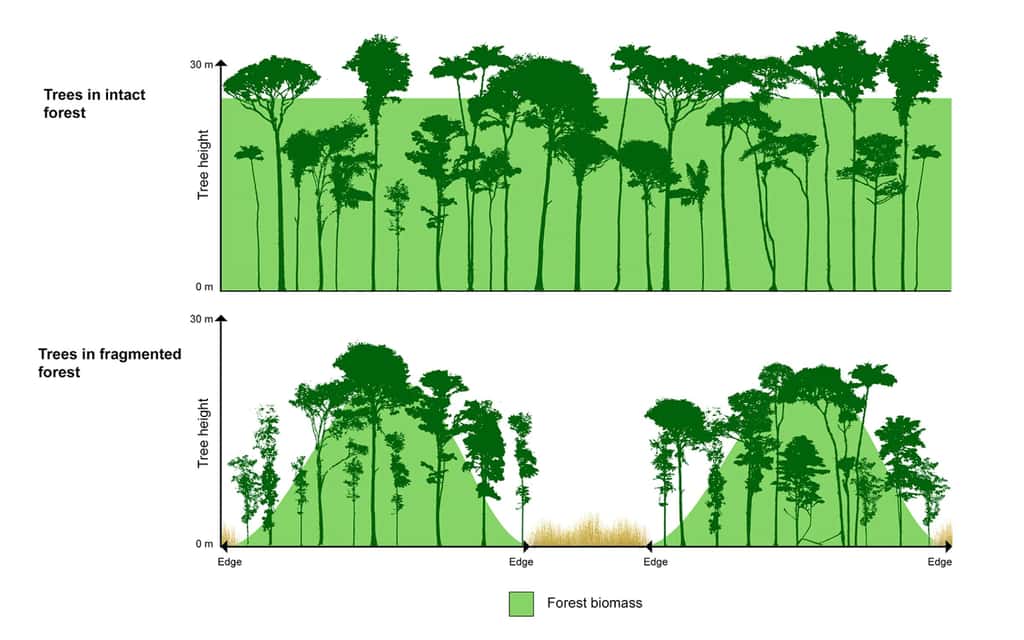 Images d'arbres poussant au plus profond de la forêt (schéma au-dessus) et dans des forêts fragmentées d'Amazonie centrale, obtenu par balayage laser terrestre (TLS) haute résolution. La zone verte représente la quantité de biomasse. © Jani Narhi