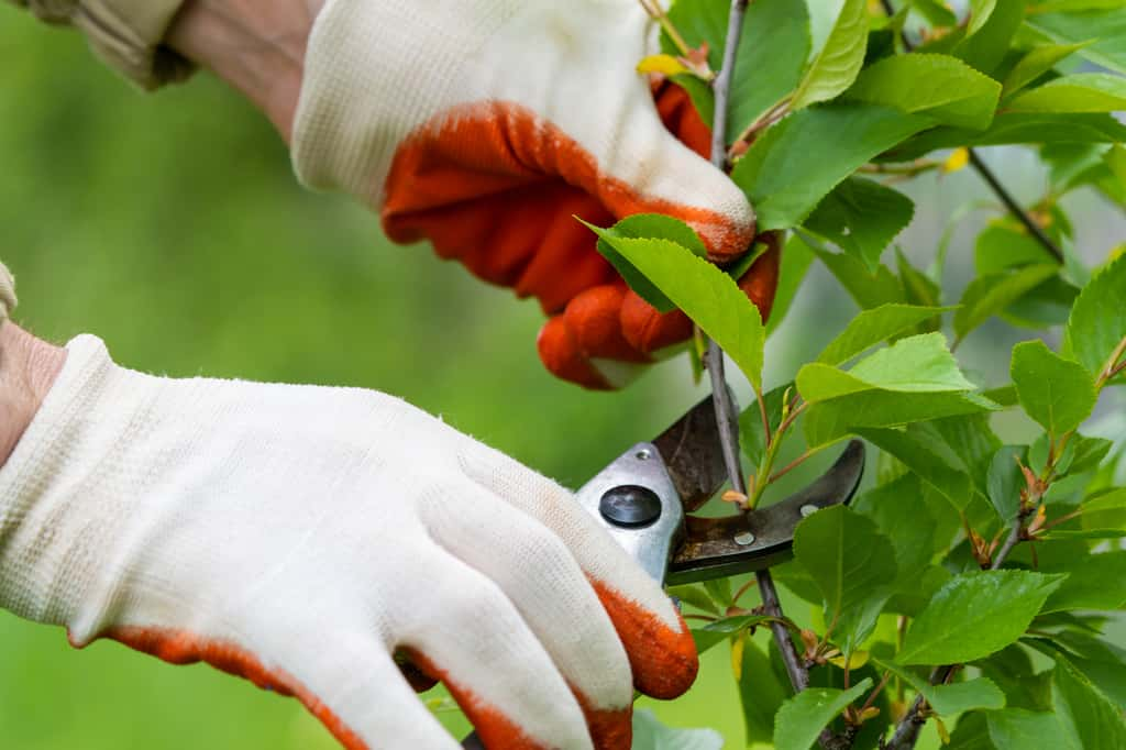 Taillez ces deux arbres début septembre, c'est le secret pour des fruits en abondance ! © iStock