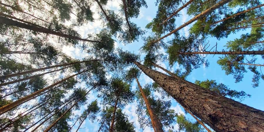  Non seulement le bruit nuit aux arbres et à la diversité des plantes, mais son impact négatif peut durer bien après le retour du silence. © Kletr, Shutterstock