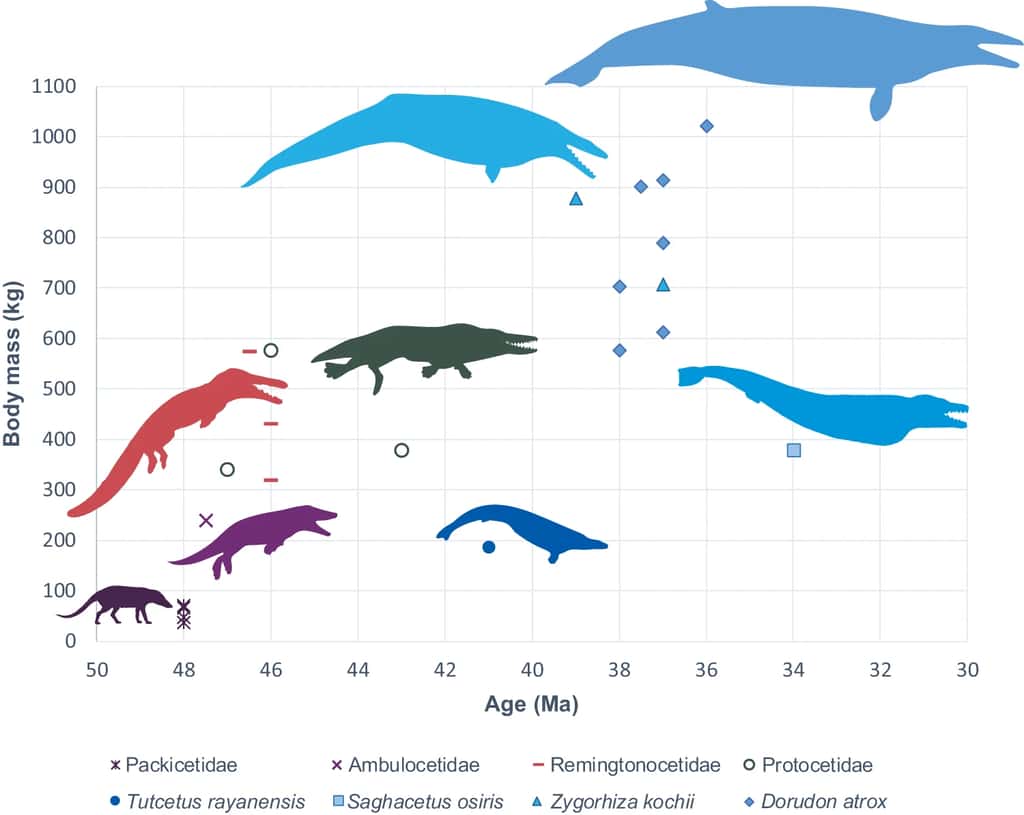 Ce graphique, comportant la masse en ordonnées et l'âge des fossiles en abscisses, montre la tendance générale des archéocètes à augmenter de taille avec le temps. Toutes les silhouettes bleues appartiennent à des basilosauridés. <em>T. rayanensis</em> (en bleu foncé) se distingue par sa petite taille. © Antar <em>et al</em>. (2023)