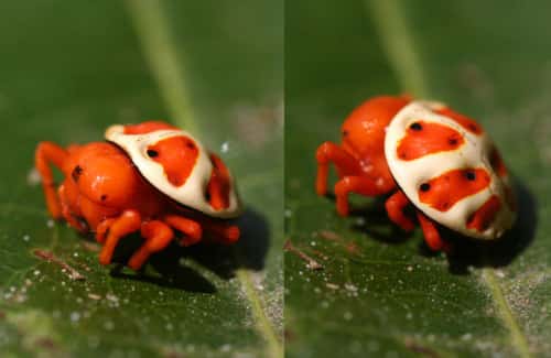 L'araignée-tortue orange porte bien son surnom. © ollgaard, Archnoboards