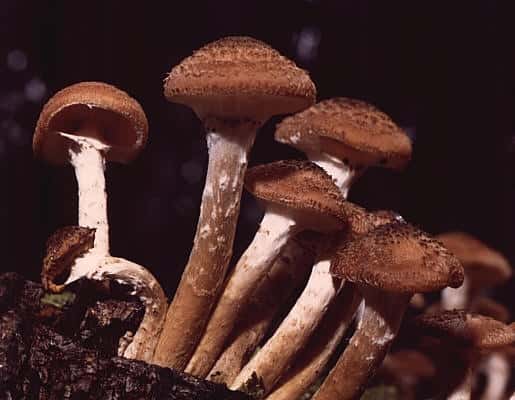 Le plus grand champignon connu est une armillaire d'Ostoya <em>(Armillaria ostoyae) </em>trouvée dans l’Oregon. © W.J.Pilsak/ Wikimedia commons, CC BY-SA 3.0