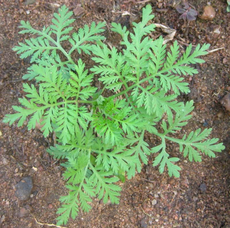 L’artémisinine est le principe actif de l’armoise annuelle, <em>Artemisia annua</em>. © Ton Rulkens, File Upload Bot (Magnus Manske), Wikipedia, CC by-sa 2.0