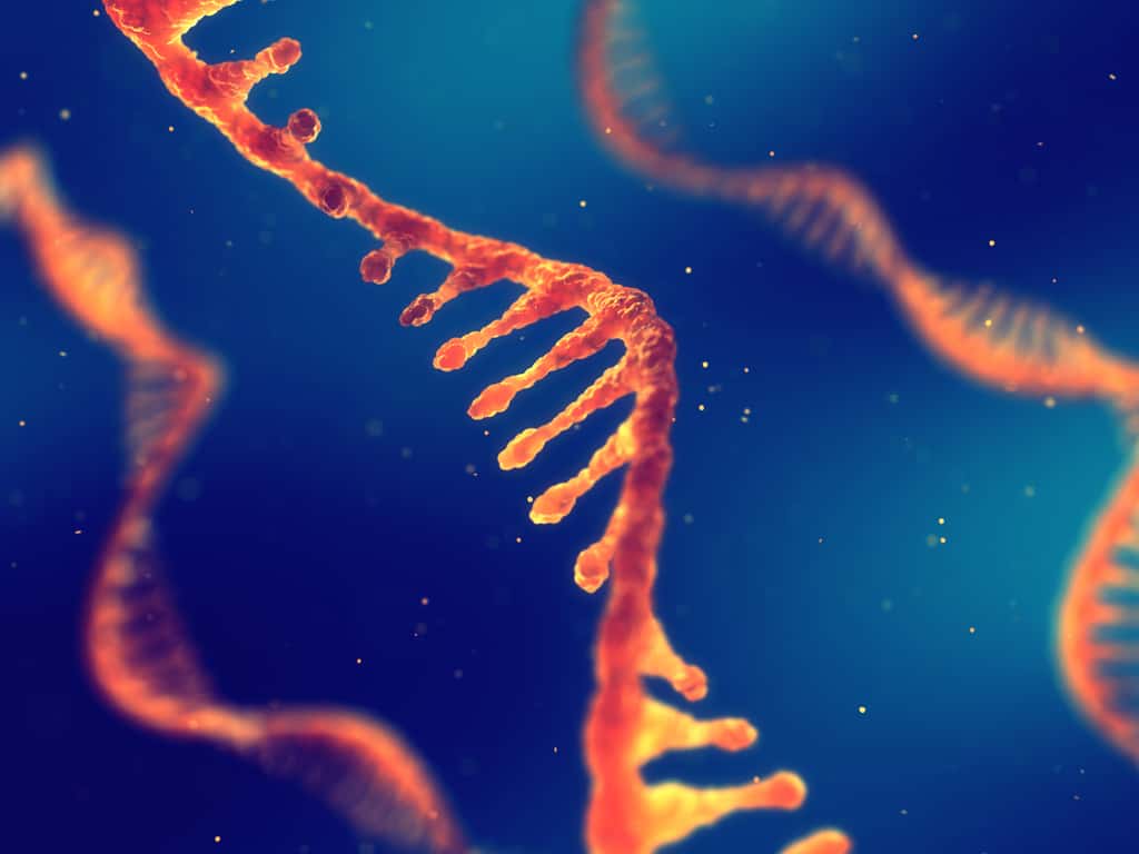 Les interactions « ARN - amyloïdes » pourraient avoir été à l'origine du code génétique tel qu'on le connaît aujourd'hui. © maxbelchenko, Adobe Stock