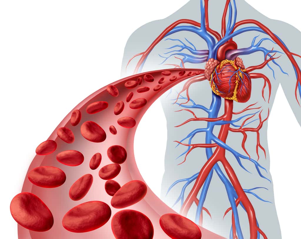 Comment prévenir le risque cardiovascaulaire ? L'indice Cavi pourrait mieux l'anticiper en mesurant la rigidité artérielle. © freshidea, Adobe Stock
