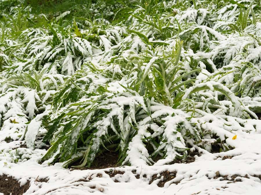 Attention à la neige qui peut vite arriver au potager. Protégez vos pieds d'artichauts. © lucag_g, Adobe Stock