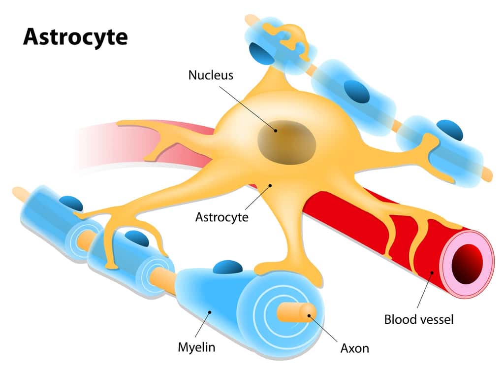 Les astrocytes sont des cellules gliales en forme d’étoile qui jouent un rôle de soutien dans le cerveau. © designua, Fotolia