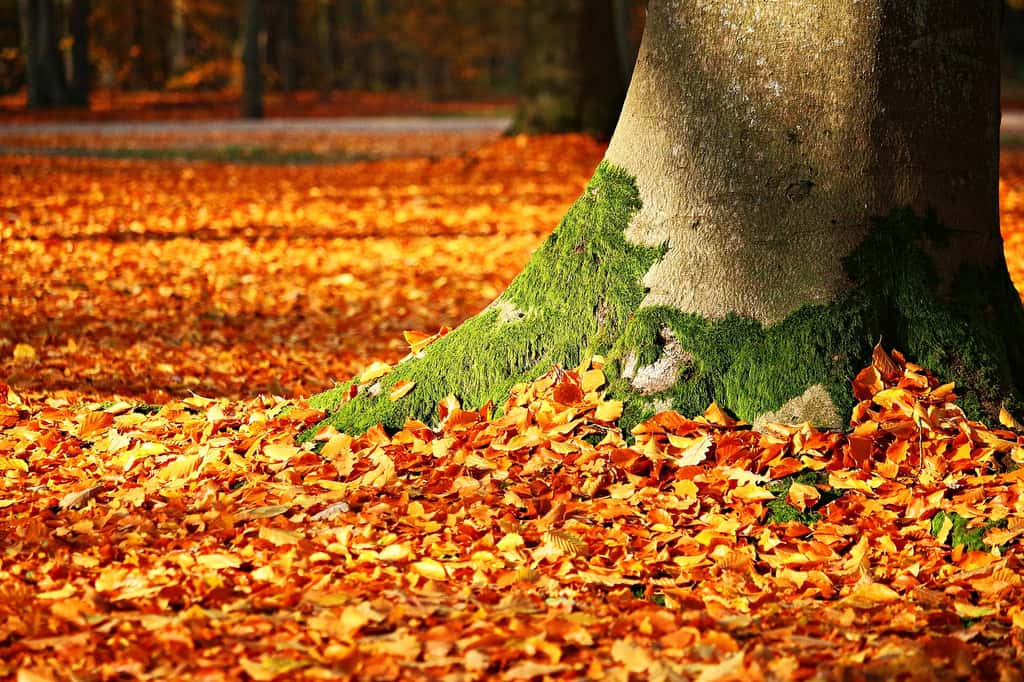 En plus de booster la biodiversité, les feuilles mortes permettent d'absorber de grandes quantités de carbone, un gaz à effet de serre. © Rihaij, Pixabay