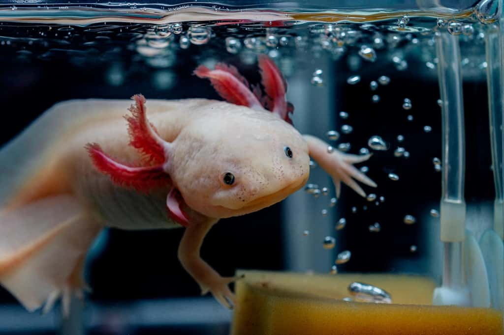 Personne ne sait vraiment dire aujourd'hui la raison pour laquelle les axolotls meurent de manière naturelle. © Ива Димова, Adobe Stock