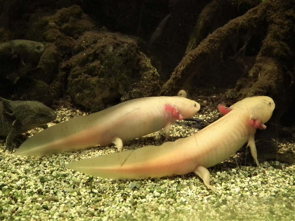 Contrairement aux autres salamandres, les axolotls restent au stade larvaire toute leur vie. © MOs810, CC BY-SA 4.0, Wikimedia Commons