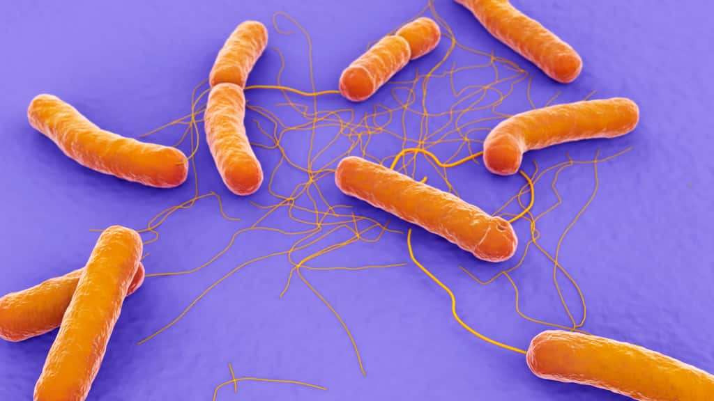 <em>Bacillus cereus</em> est un bacille responsable de toxi-infection alimentaire. © sveta, Adobe Stock