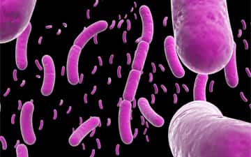 BslA est produite par la bactérie <em>Bacillus subtilis</em>. © <em>Planet earth</em>, Phylo card project, Flickr, CC by nc nd 2.0