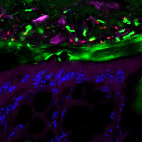 Observation de colon par microscopie confocale. Les bactéries du microbiote sont visualisées en rouge, le mucus intestinal en vert, les cellules intestinales en violet et leur ADN en bleu. © Benoît Chassaing