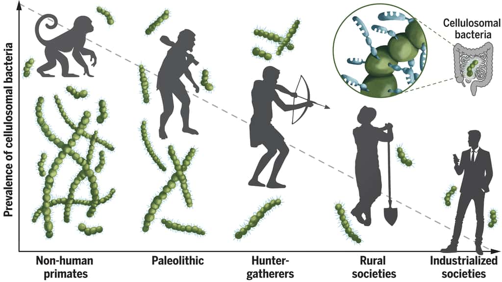 Prévalence des bactéries intestinales dégradant la cellulose chez les hominidés au cours de l'évolution. © Moraïs, Winkler, Zorea <em>et al. Science</em> (2024)