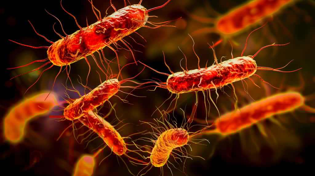  Le délai d’incubation de la listériose peut aller jusqu’à huit semaines. Photo d'illustration de <em>Lysteria monocytogenes</em>. © juancajuarez, Adobe Stock