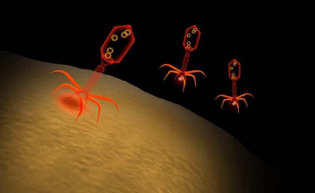 Les bactériophages sont des virus qui infectent les bactéries.