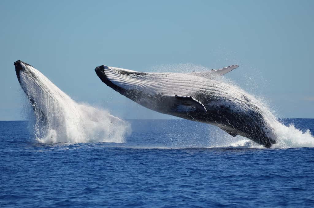 Les baleines à bosse sautent pour communiquer avec leurs congénères lorsque les chants ne portent pas assez loin ! © Scott, Adobe Stock