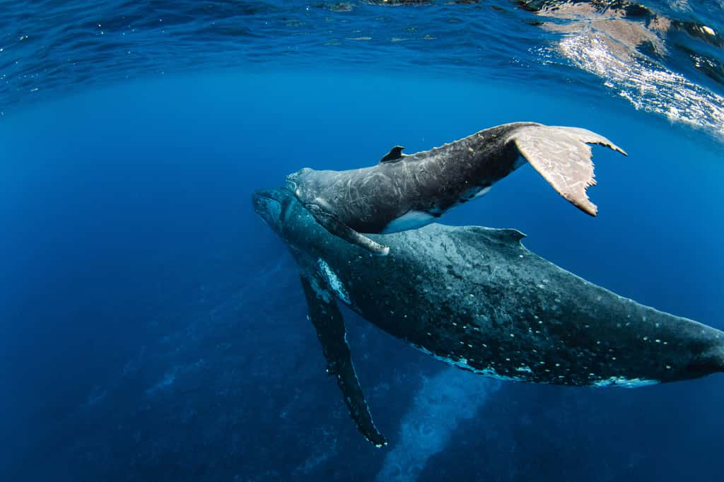 En moyenne, 3,5 % du génome de ces baleines bleues provient de leur cousin, le rorqual commun. L'hybridation entre ces espèces est plus fréquente qu'on ne le pensait. © Philip Thurston, iStock