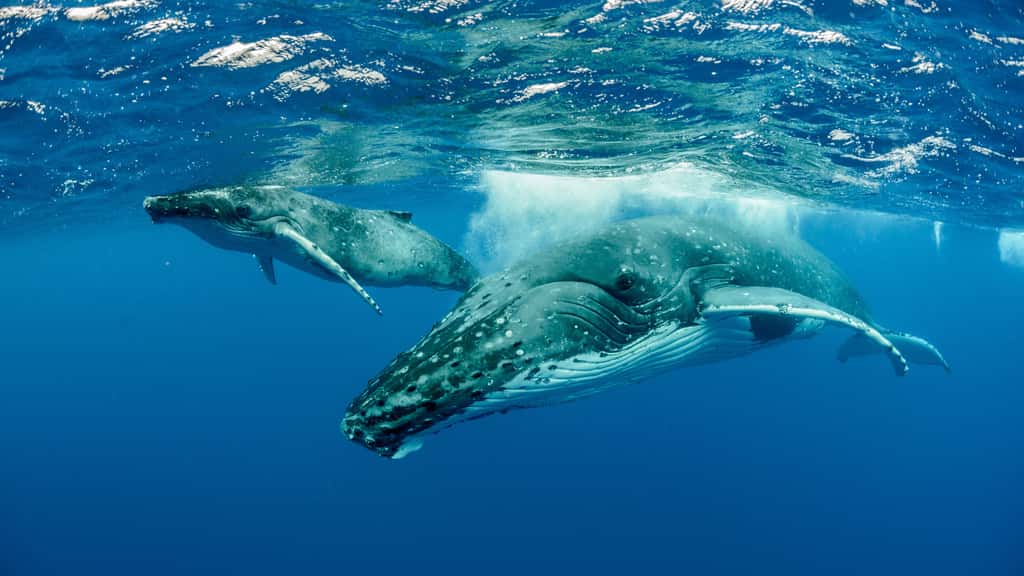 Les baleines à bosse ont bien failli disparaître il y a 20 ans, lorsque la chasse n'était pas encore interdite. © Chris, Adobe Stock