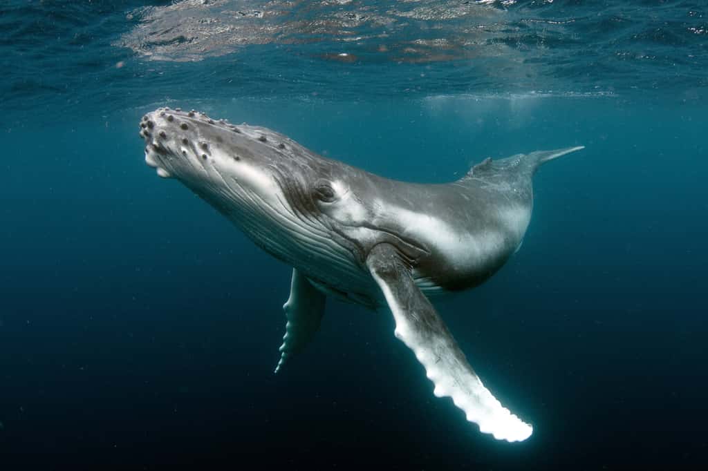 La baleine à bosse fait partie des plus grands organismes vivants. © Tomas, Adobe Stock