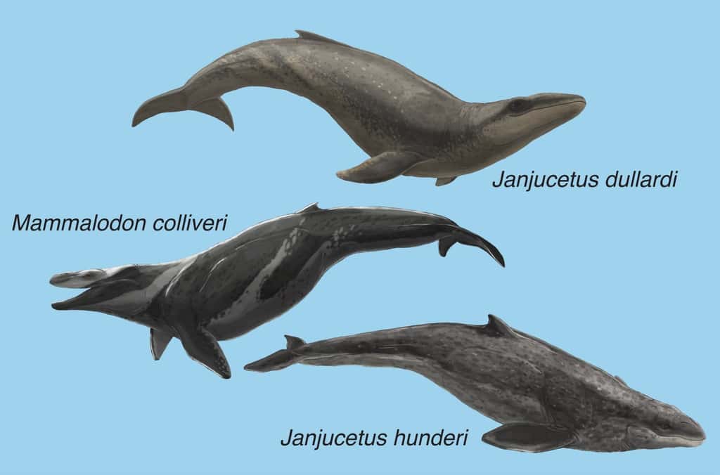 Illustration des mammalodontidés connus de l’Oligocène, dont le nouvellement décrit <em>Janjucetus dullardi</em> (en haut), aux côtés de <em>Mammalodon colliveri </em>(au centre) et <em>Janjucetus hunderi</em> (en bas). © Ruairidh Duncan