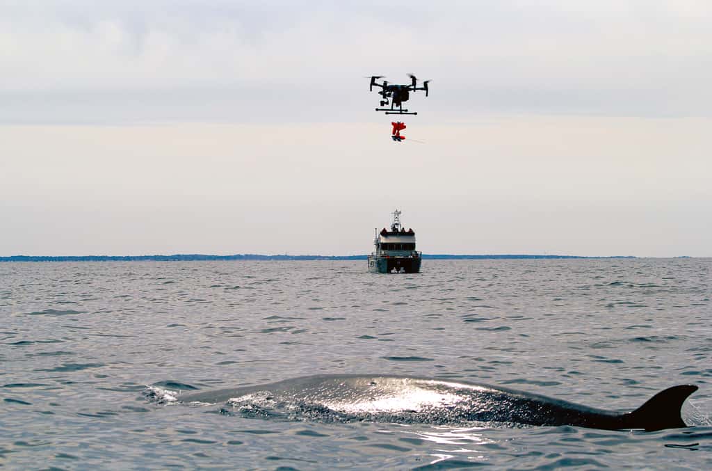 Le capteur est lâché directement par le drone sur le dos de la baleine. © Laura Howes, NOAA Fisheries, Permis No 18786-06