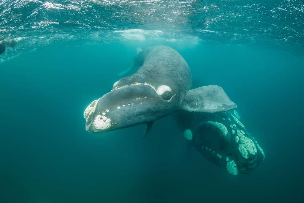 Les baleines franches australes (<em>Eubalaena australis</em>) sont la plupart du temps entièrement noires avec des taches blanches autour de la tête et parfois sur le ventre. © wildestanimal, Adobe Stock