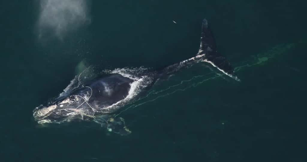 Les différences morphologiques entre les deux espèces sont subtiles, mais la baleine franche de l'Atlantique Nord (<em>Eubalaena glacialis</em>) est plus petite que sa cousine. © <em>NOAA Photo Library</em>