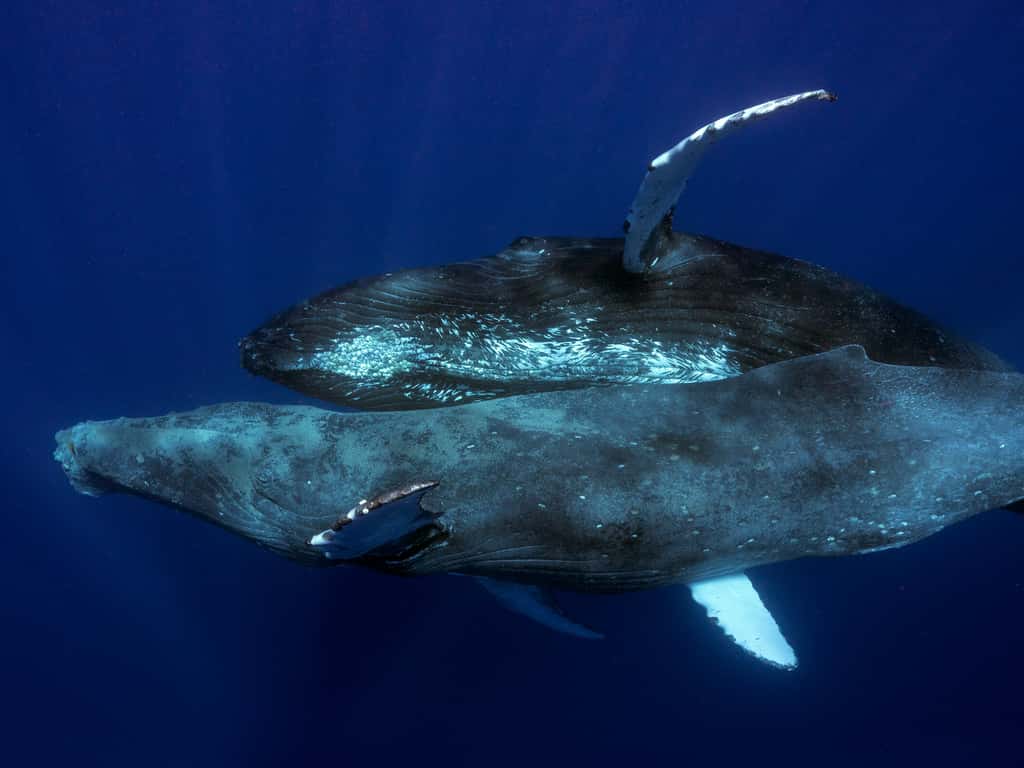 L’homosexualité chez les baleines à bosse n’a jamais été scientifiquement rapportée entre deux individus sains, ce qui interroge les chercheurs. © Lyle Krannichfeld & Brandi Romano