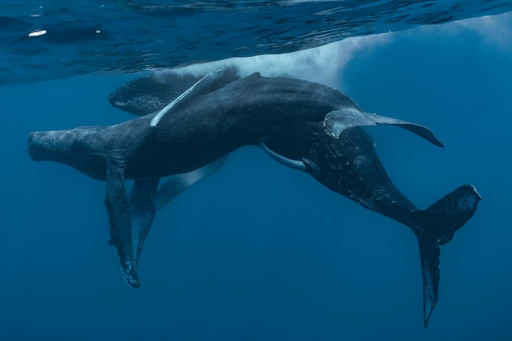 Des photographes ont immortalisé deux baleines à bosses mâles en train de s'accoupler à Hawaï. © Lyle Krannichfeld & Brandi Romano