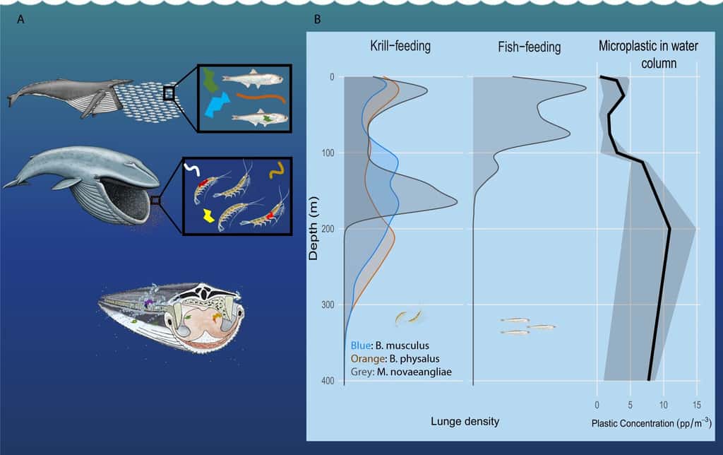 En A), la nourriture ingérée par les baleines, avec la quantité de microplastiques contenue dedans. En B), la profondeur de nourriture des rorquals par rapport à la densité de krills, de poissons et de microplastiques dans la colonne d'eau. © <em>Nature Communications</em> (2022)