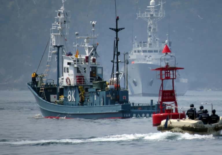 Le Japon va reprendre ouvertement la pêche commerciale à la baleine. Ici, un baleinier quittant le port d'Ayukawa, escorté par des gardes-côtes japonais, pour une campagne de chasse, en 2014. © Kazuhiro Nogi - AFP/Archives