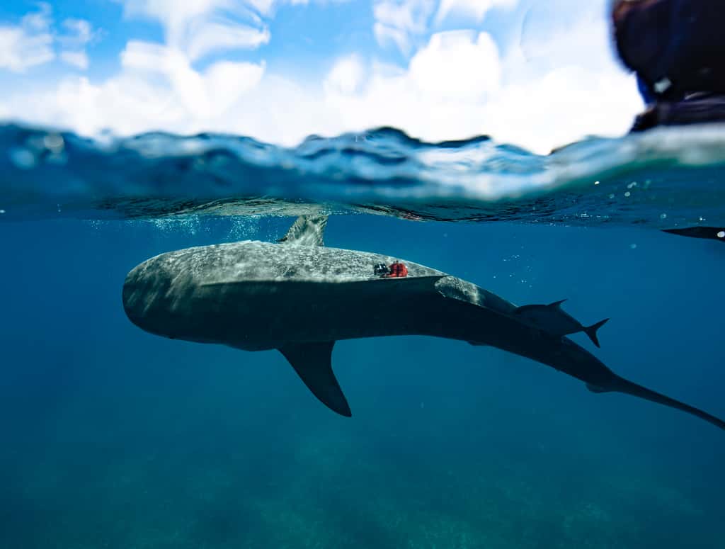 Une balise a été fixée sur la nageoire pectorale de ce requin-tigre pour enregistrer sa vitesse de nage et les paramètres environnementaux qui l'entourent. © Diego Camejo <em>(Beneath the Waves)</em>