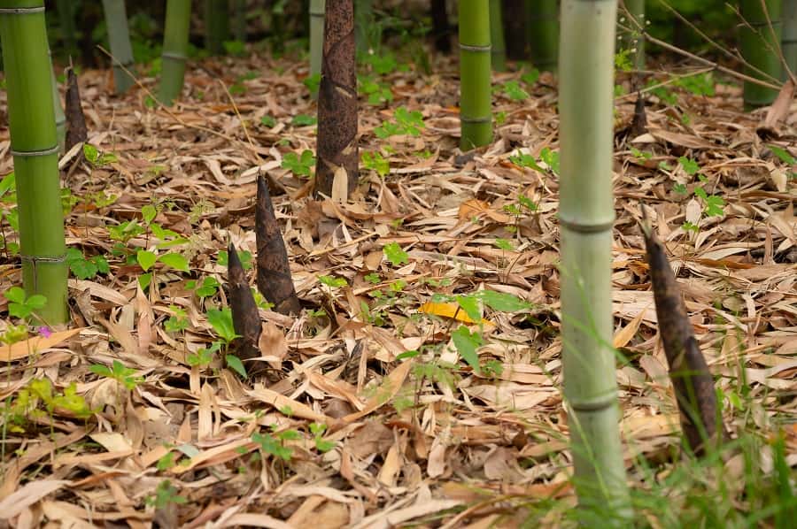 Rhizomes traçants de bambou. © Ichiro, Adobe Stock