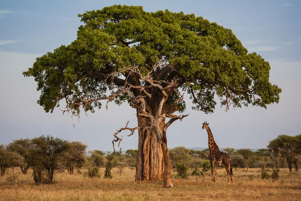 Les baobabs africains prospèrent d'autant plus avec la sécheresse et la hausse des températures. © Filippo, Adobe Stock