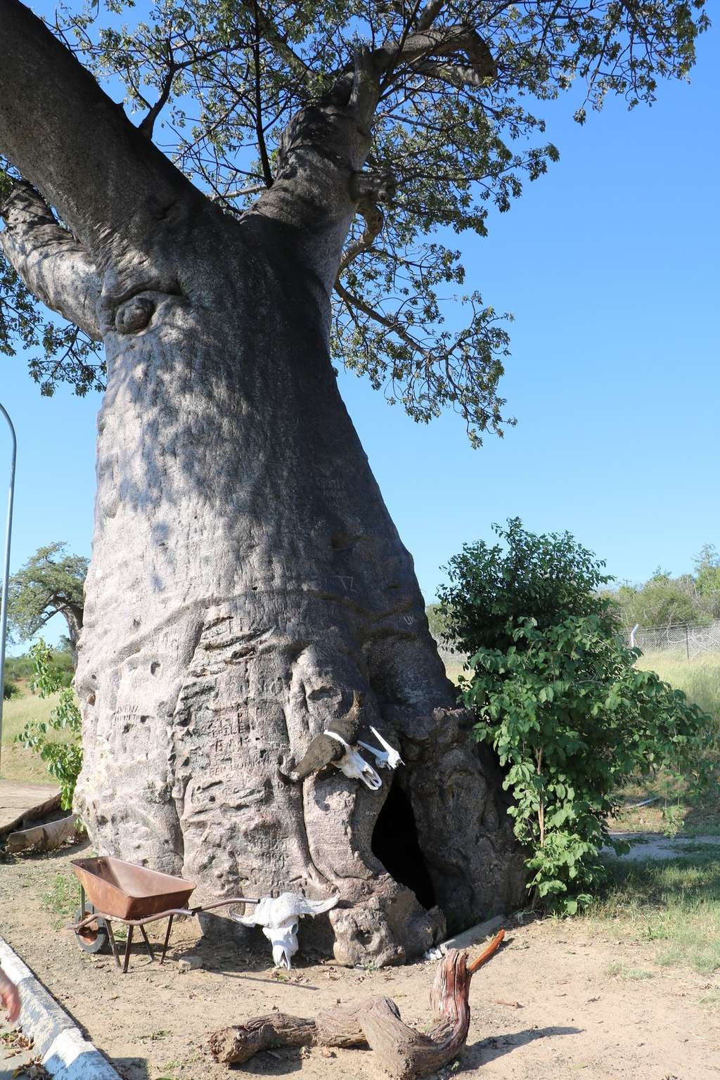 On peut parfois se réfugier dans un vieux baobab ! © ClaraNila, Fotolia