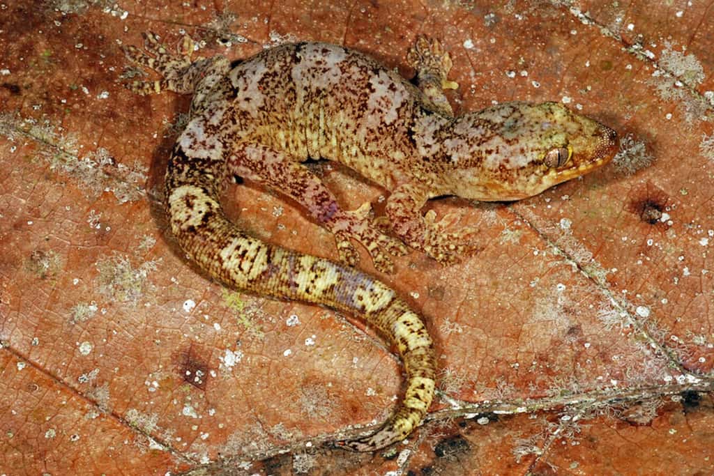 <em>Bavayia jourdani</em> est l'un des 28 nouveaux geckos du genre <em>Bavayia</em> en Nouvelle-Calédonie. © Ross A. Sadlier