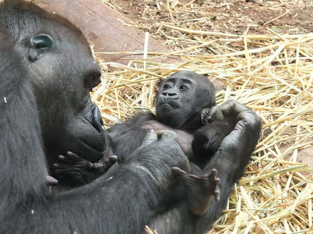 Bébé gorille et sa maman