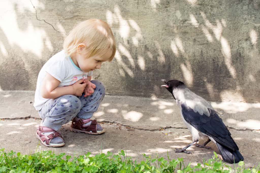 Le nom de bébé corbeau est peu connu du grand public. © Vlad_Losh, iStock