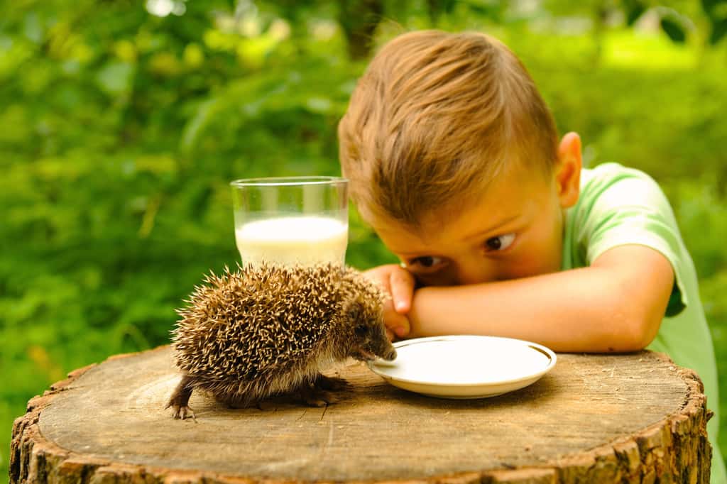Donner du lait aux hérissons est très mauvais pour eux. © HAndrii, iStock 