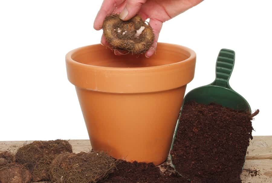 Planter les bulbes de bégonia tubéreux dans un pot. © Richard Griffin, Adobe Stock