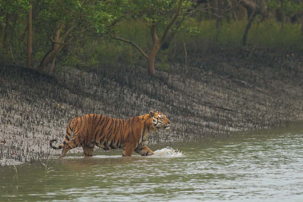 Un tigre du Bengale dans la forêt de mangrove des Sundarbans, un des derniers sanctuaires pour ces grands félins classés en danger sur la liste rouge des espèces menacées de l'Union internationale pour la conservation de la nature (UICN). © Soumyajit Nandy, Wikimedia Commons, CC By-SA 4.0