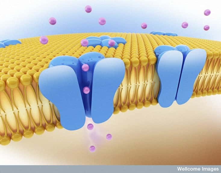 Les membranes cellulaires sont composées d’une bicouche de phospholipides dans laquelle sont enchâssées des protéines. © Wellcome Images, Flickr, CC by-nc-nd 2.0