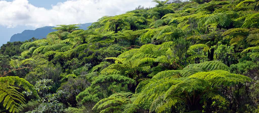 En raison des activités humaines, les plantes disparaissent à un rythme 500 fois supérieur à la normale. Forêt de fougères arborescentes sur l'Île de la Réunion. © Frog974, Fotolia