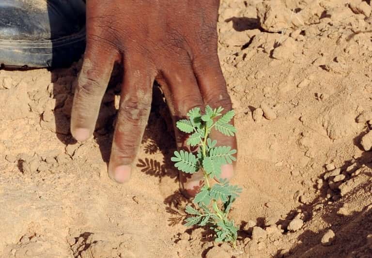 Un garde forestier sénégalais et un jeune arbre au Sénégal, le 3 octobre 2008. © Seyllou Diallo, AFP, Archives